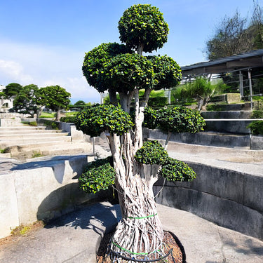 Ficus Microcarpa Bonsai - 3 meters (Multiple Round Head)